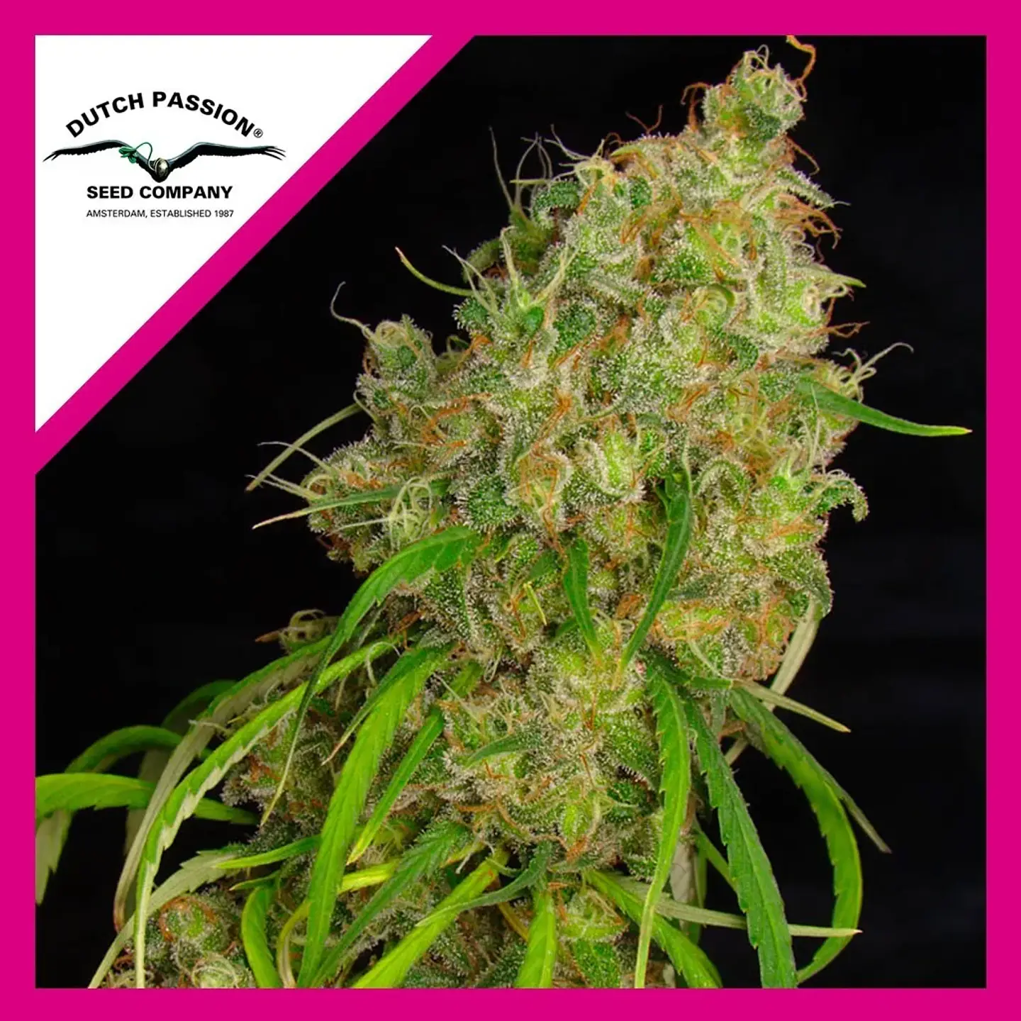 Desfran Fem -Dutch Passion X3 1