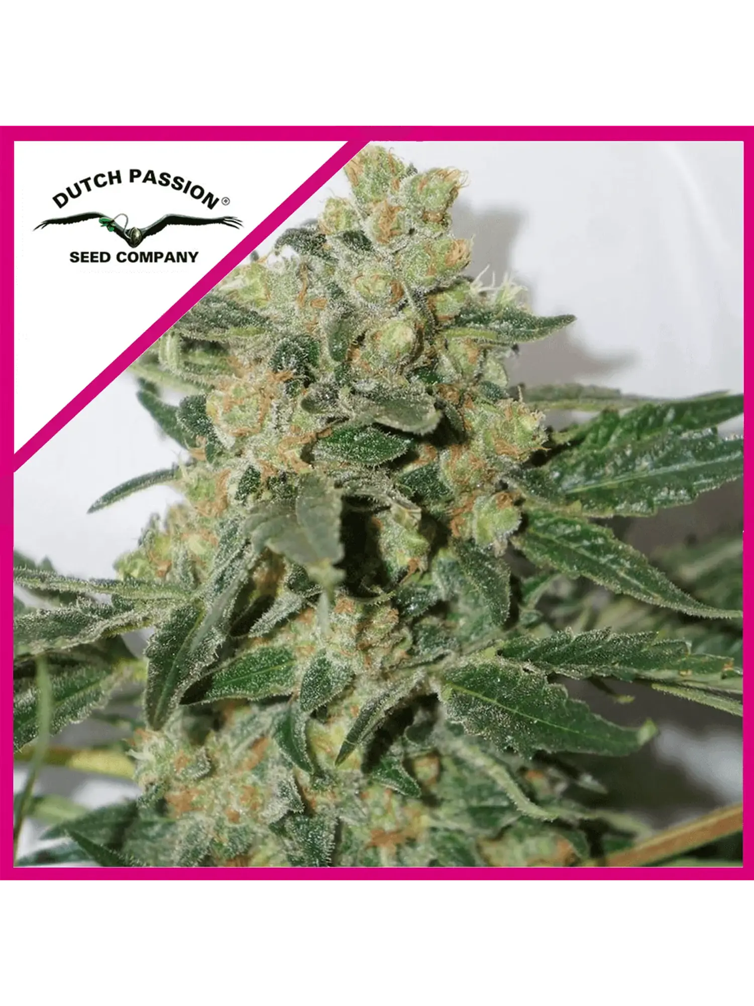 Shaman Fem -Dutch Passion X3 1