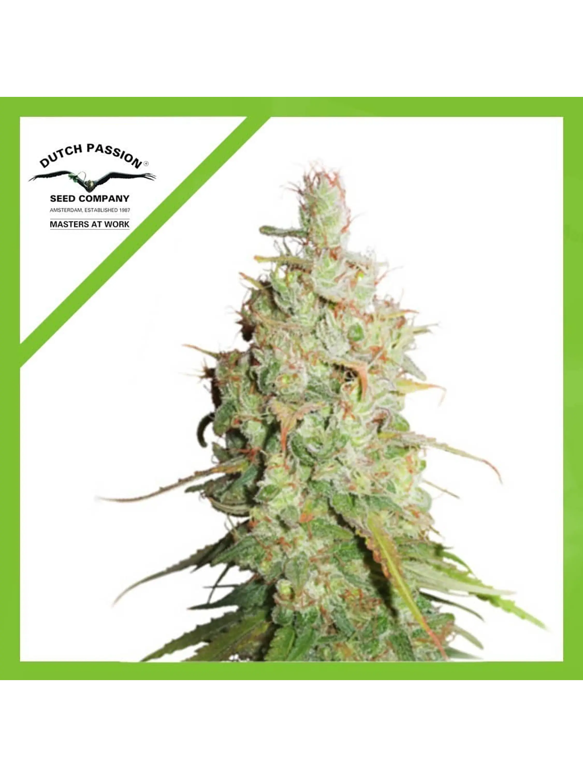 Desfran Auto -Dutch Passion X3 1