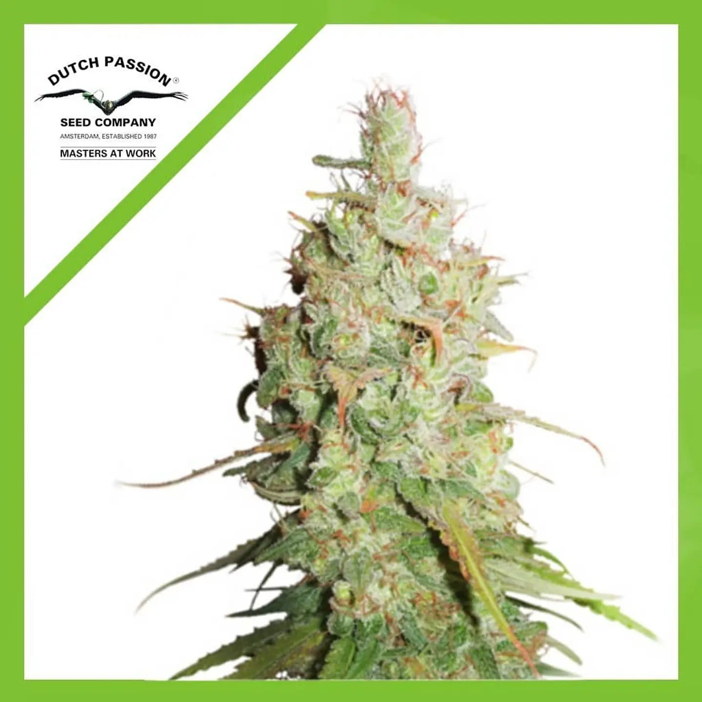 Desfran Auto -Dutch Passion X3 1