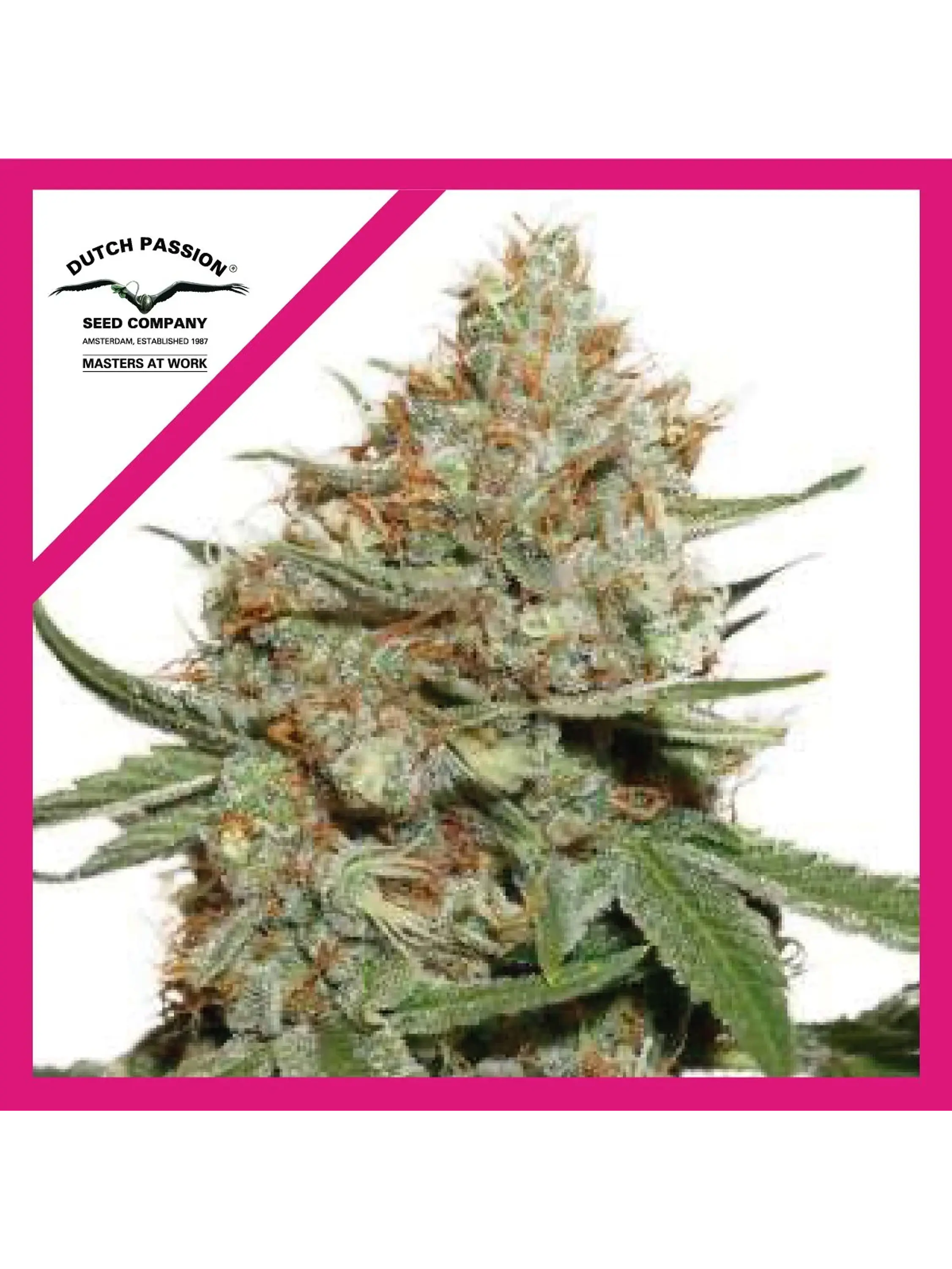 Skunk N11 Fem X3 -Dutch Passion 1