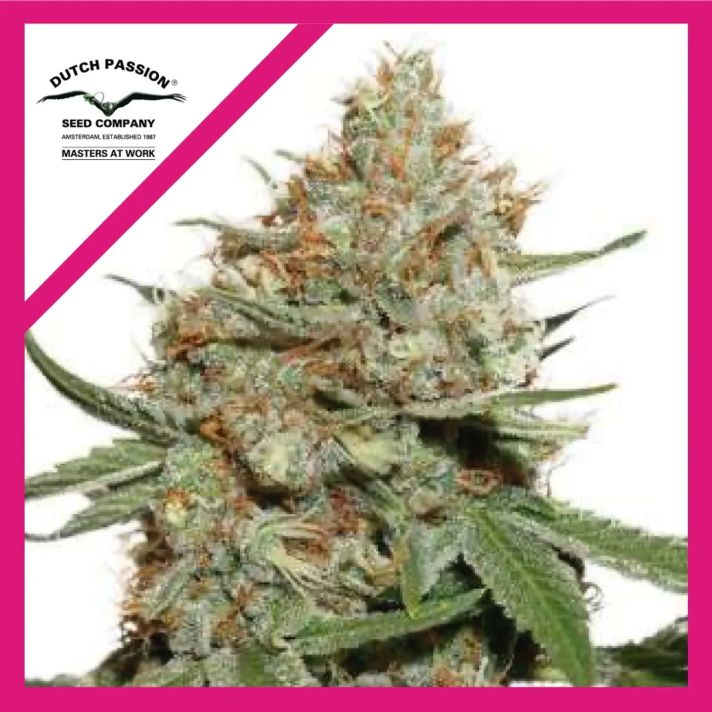 Skunk N11 Fem X3 -Dutch Passion 1