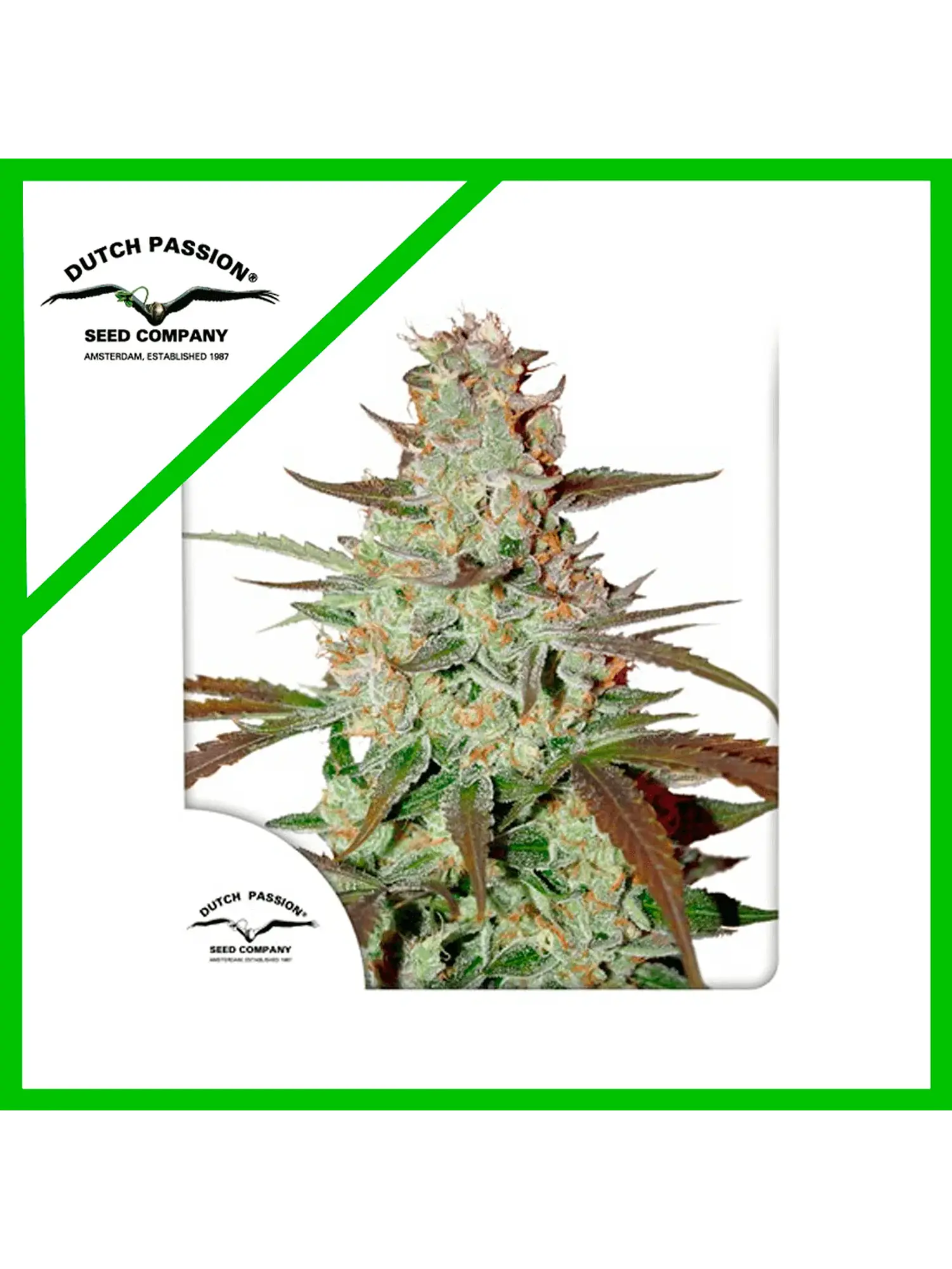 Blue Mazar Auto X3 -Dutch Passion 1