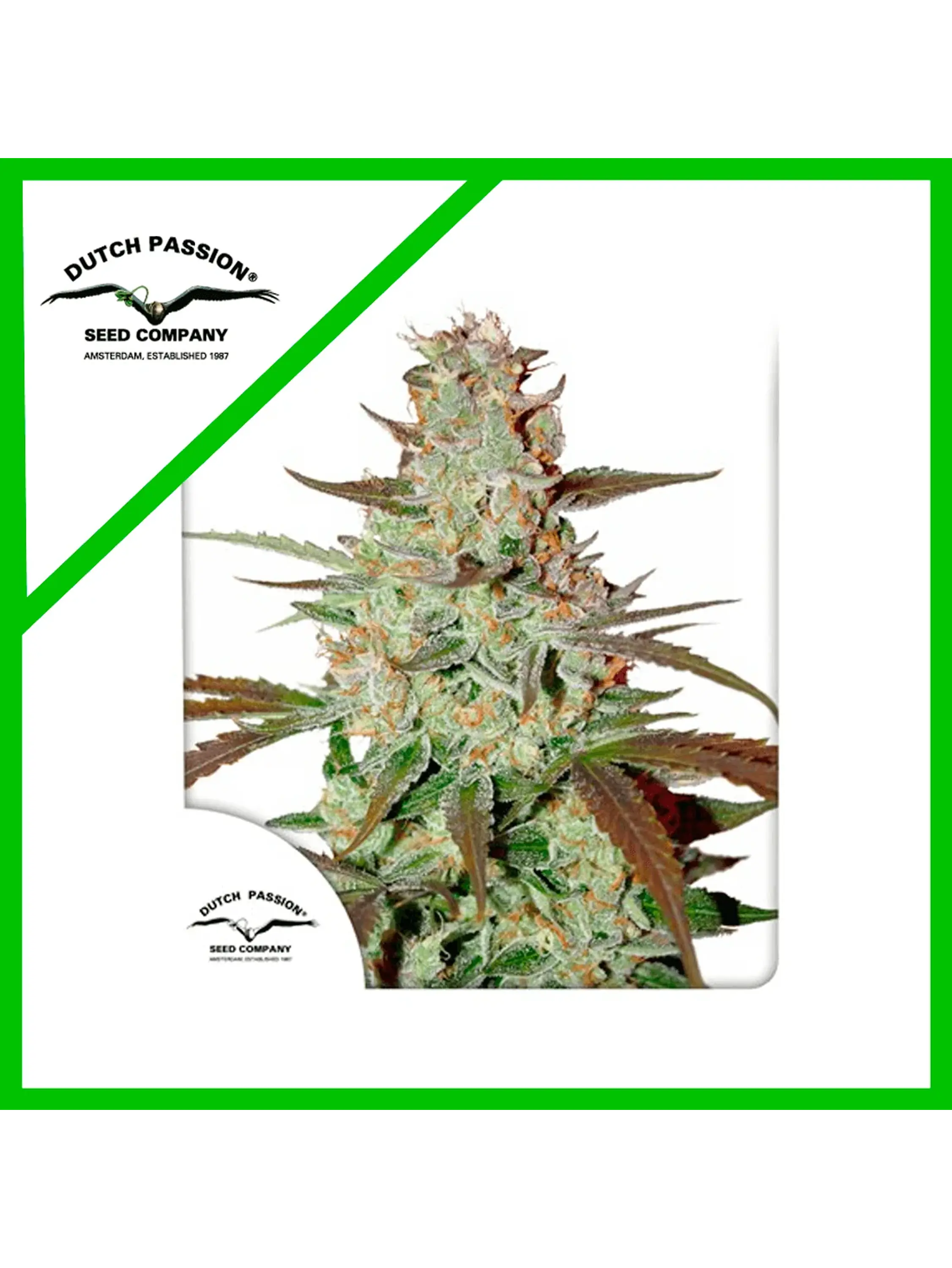 Blue Mazar Auto X3 -Dutch Passion 1