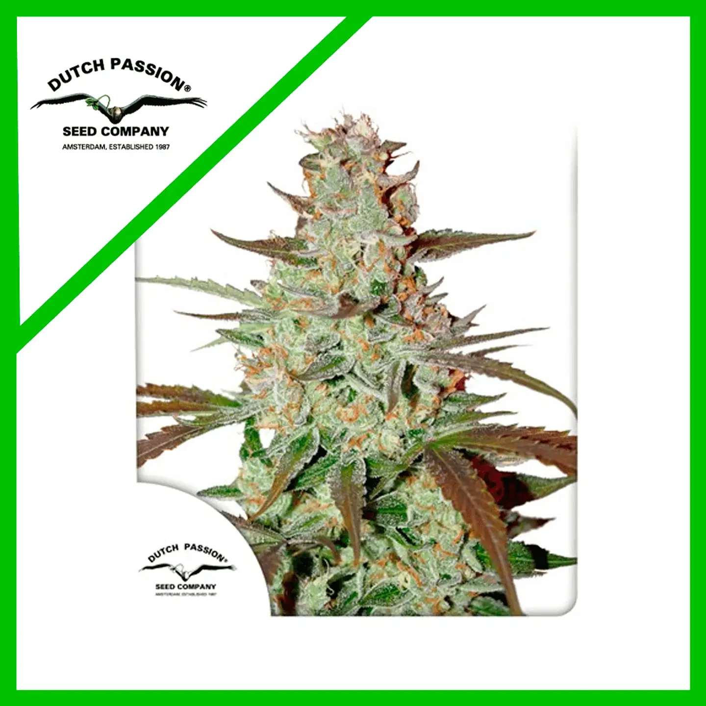 Blue Mazar Auto X3 -Dutch Passion 1
