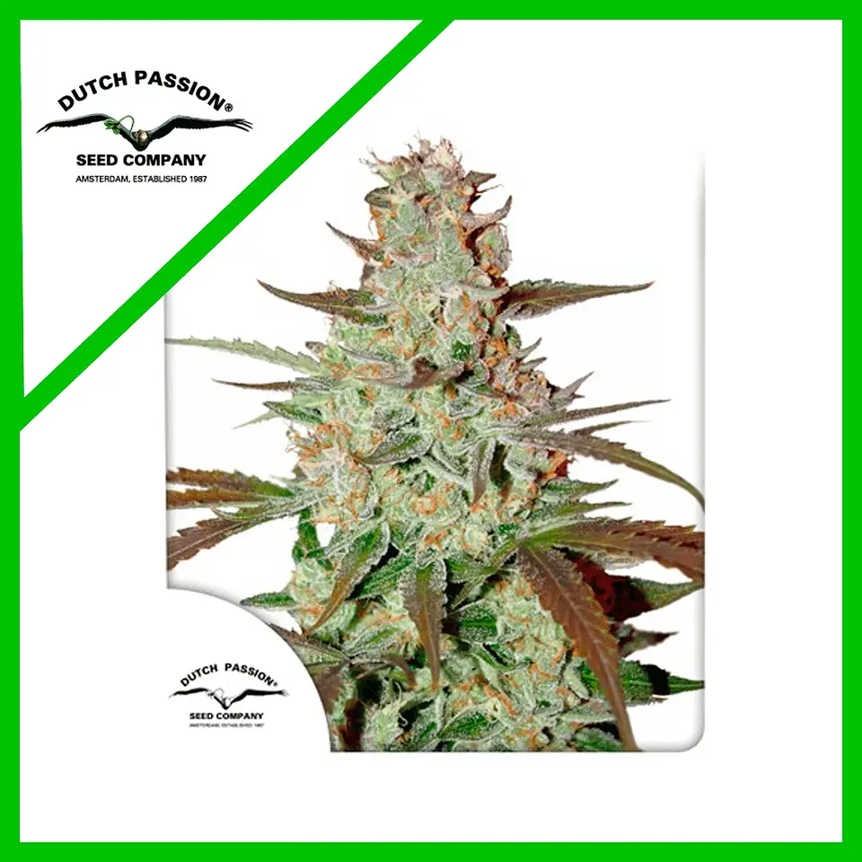 Blue Mazar Auto X3 -Dutch Passion 1