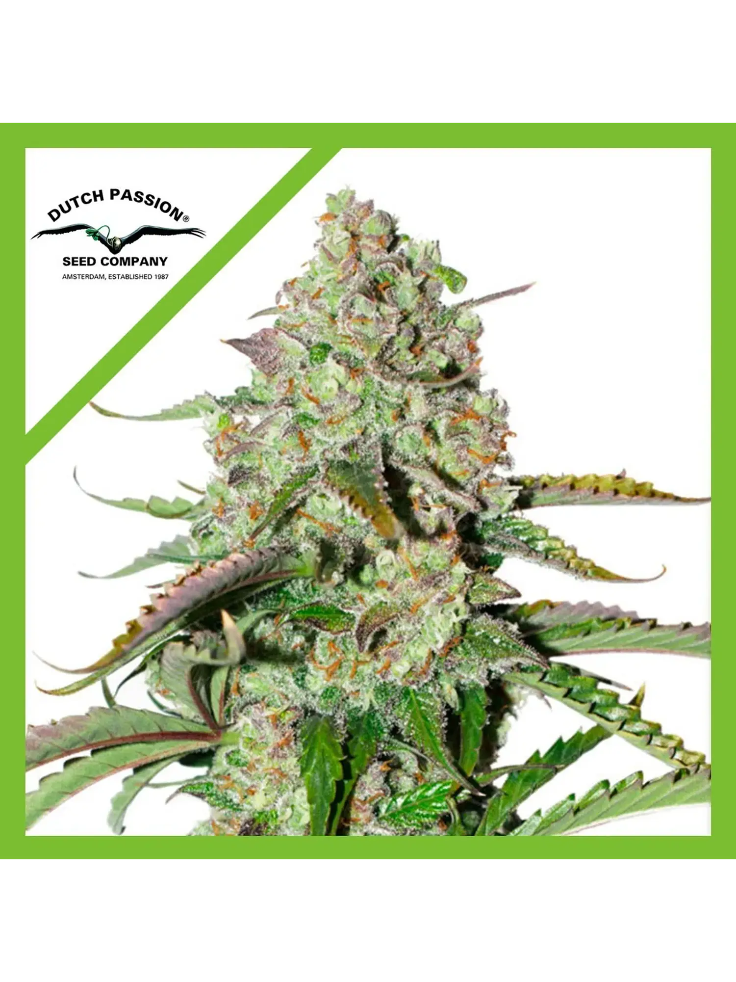 Colorado Cookies Auto X3 -Dutch Passion 1