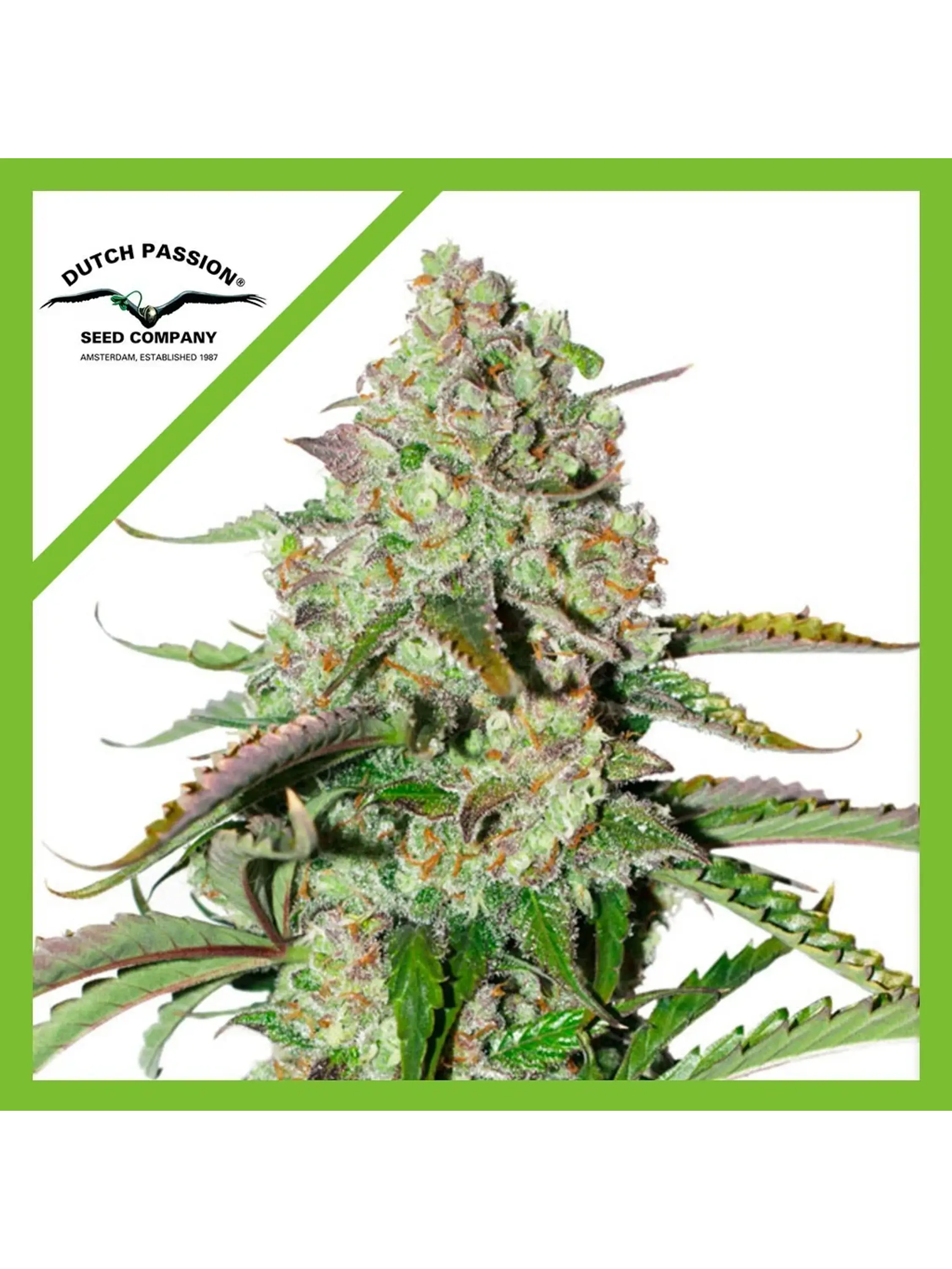 Colorado Cookies Auto X3 -Dutch Passion 1