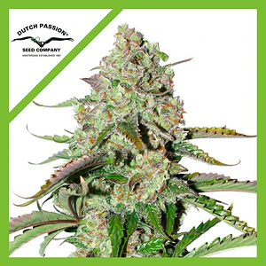 Colorado Cookies Auto X3 -Dutch Passion