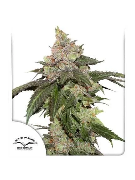 Kerosene Krash Fem X3 -Dutch Passion 1