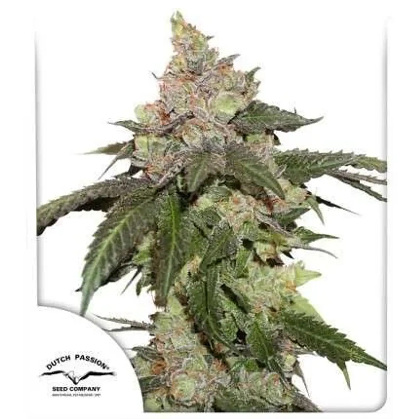 Kerosene Krash Fem X3 -Dutch Passion 1