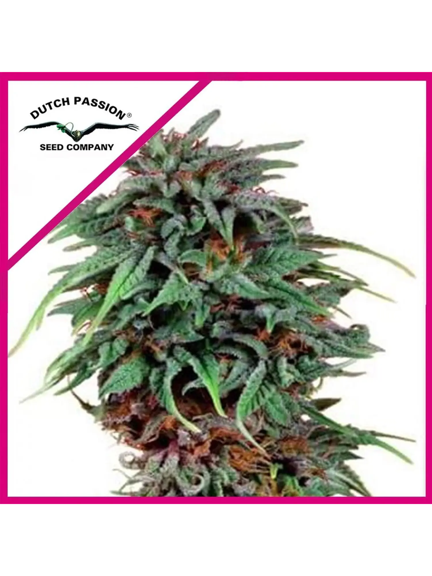 Durban Poison Fem X3 -Dutch Passion 1