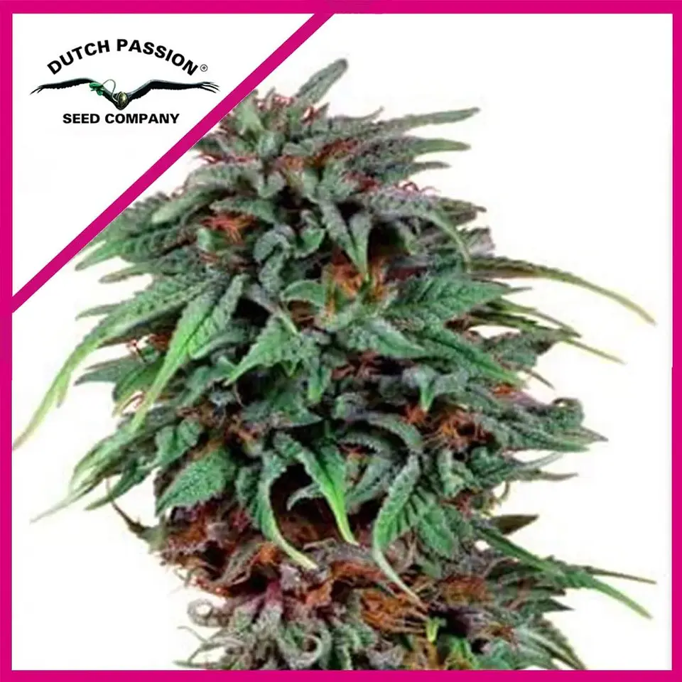 Durban Poison Fem X3 -Dutch Passion 1