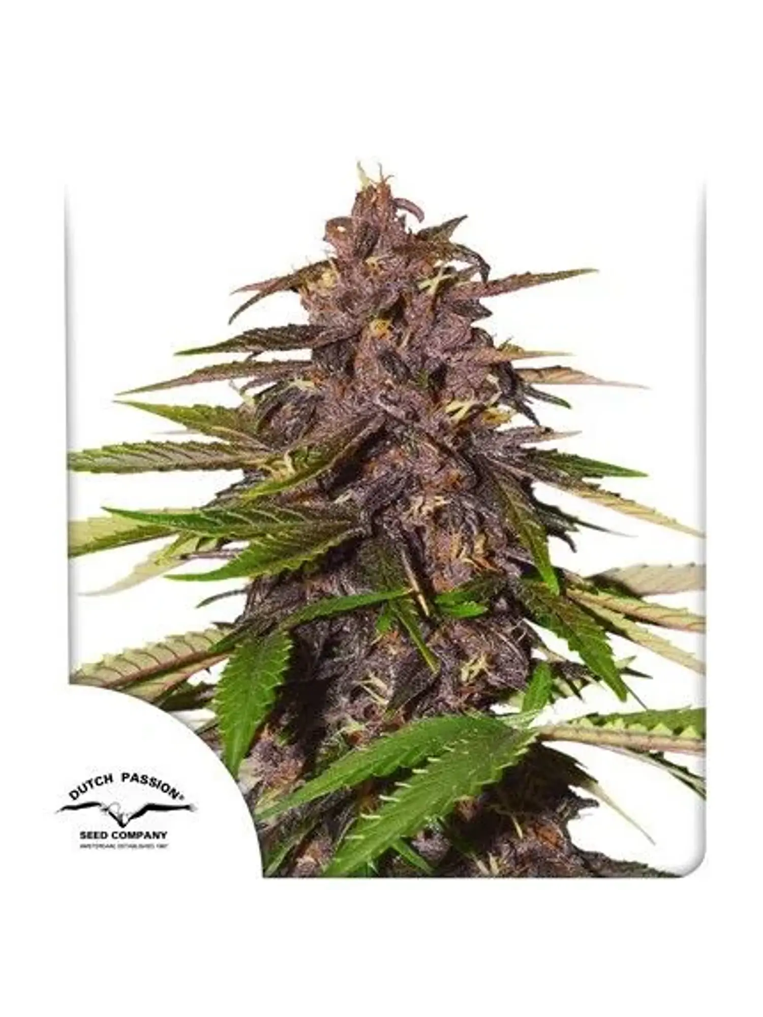 Forbidden Cherry Auto X3 -Dutch Passion 1