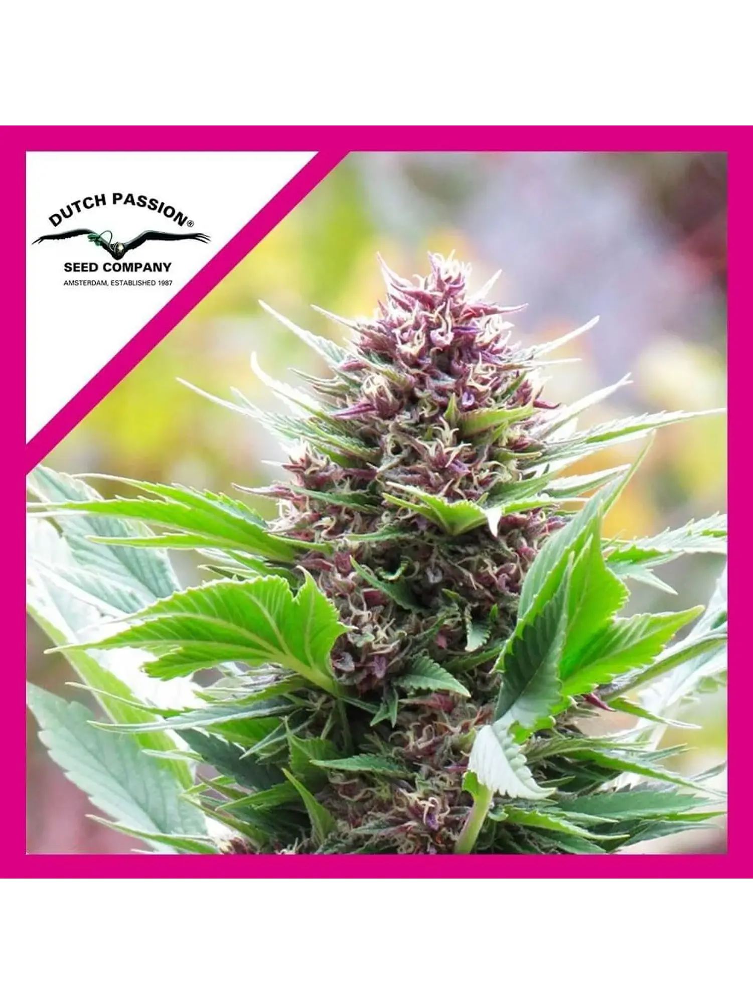 Frisian Duck Fem X3 -Dutch Passion 1