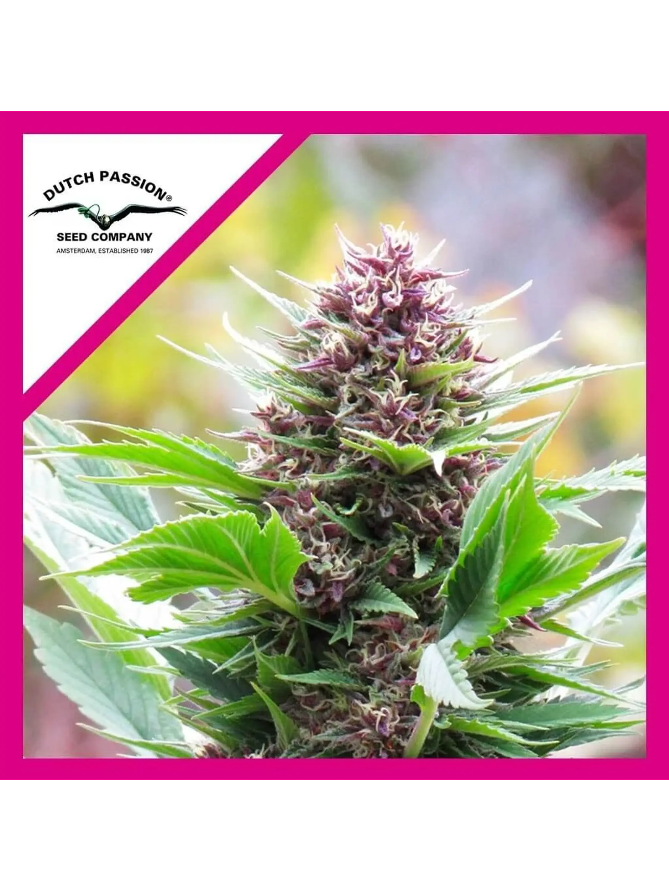 Frisian Duck Fem X3 -Dutch Passion 1