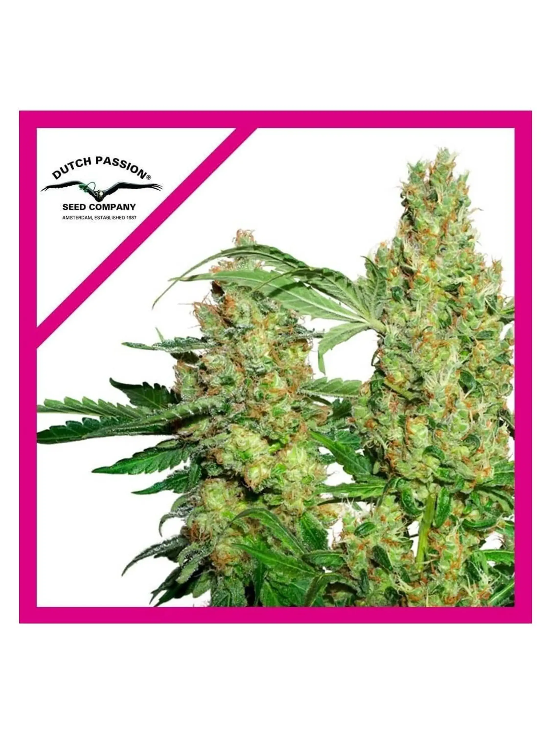 Power Plant Fem X3 -Dutch Passion 1