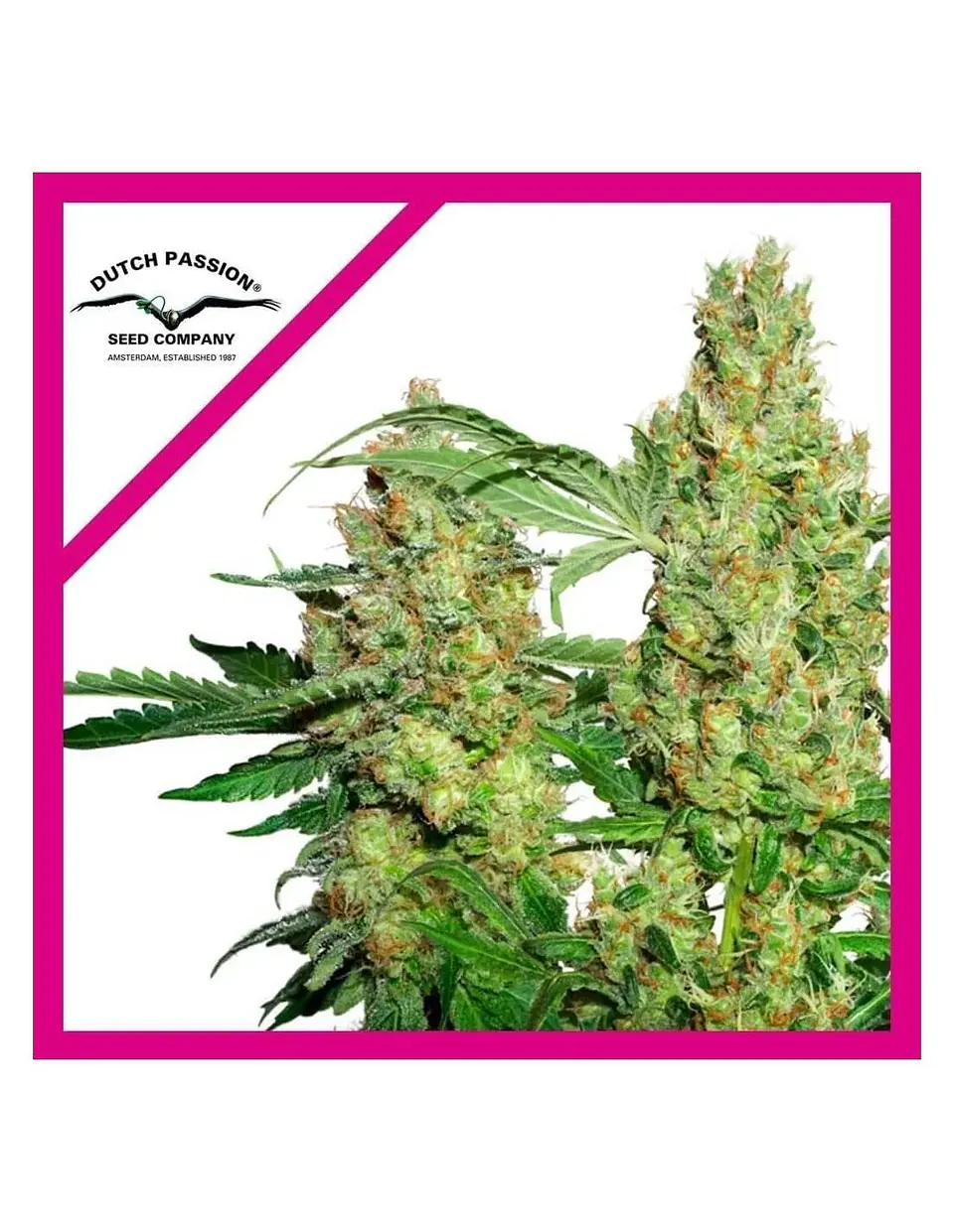 Power Plant Fem X3 -Dutch Passion 1