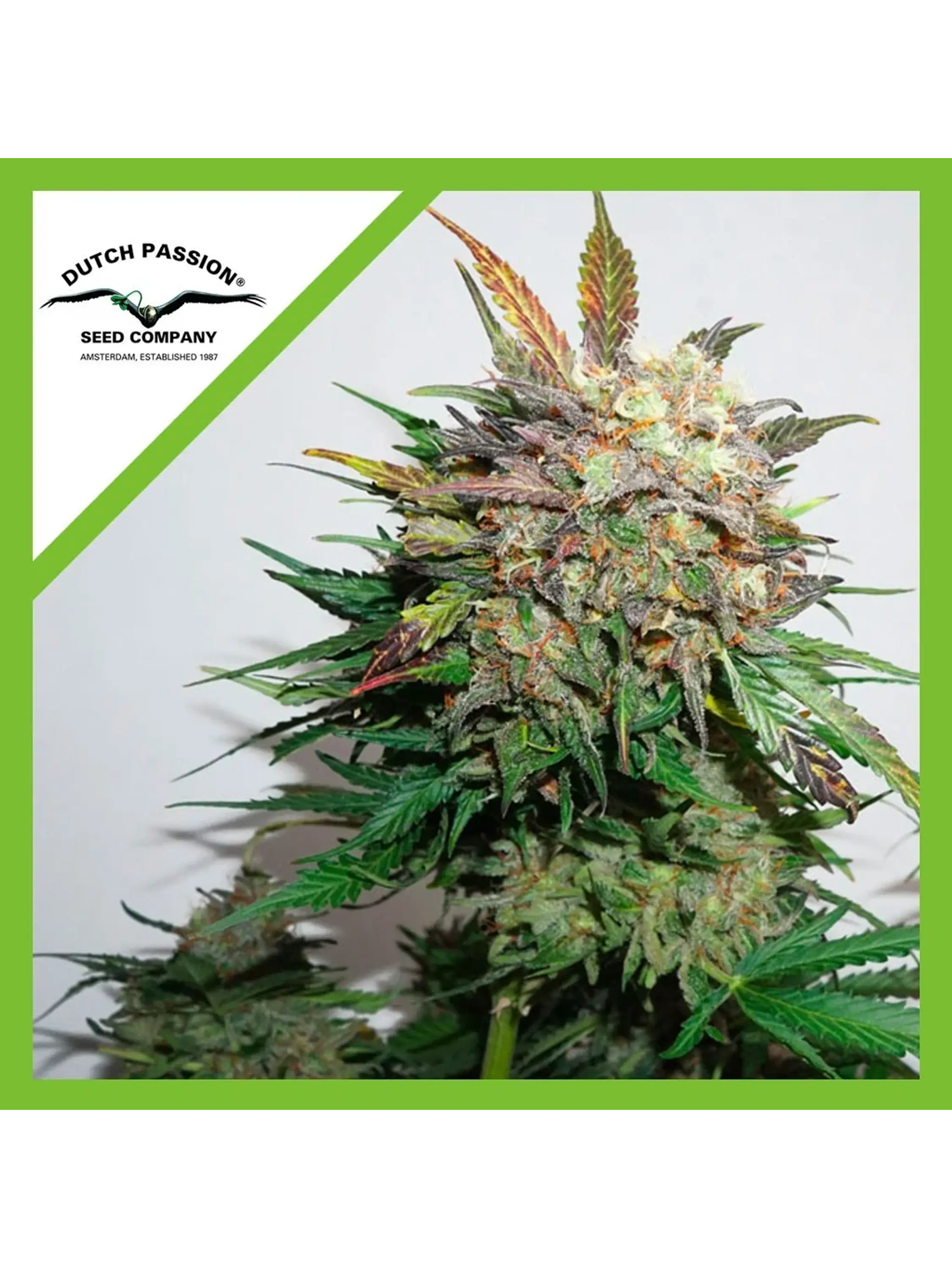Glueberry Og Auto X3 -Dutch Passion 1