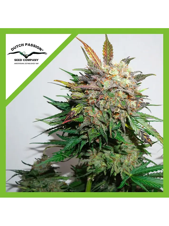Glueberry Og Auto X3 -Dutch Passion 1