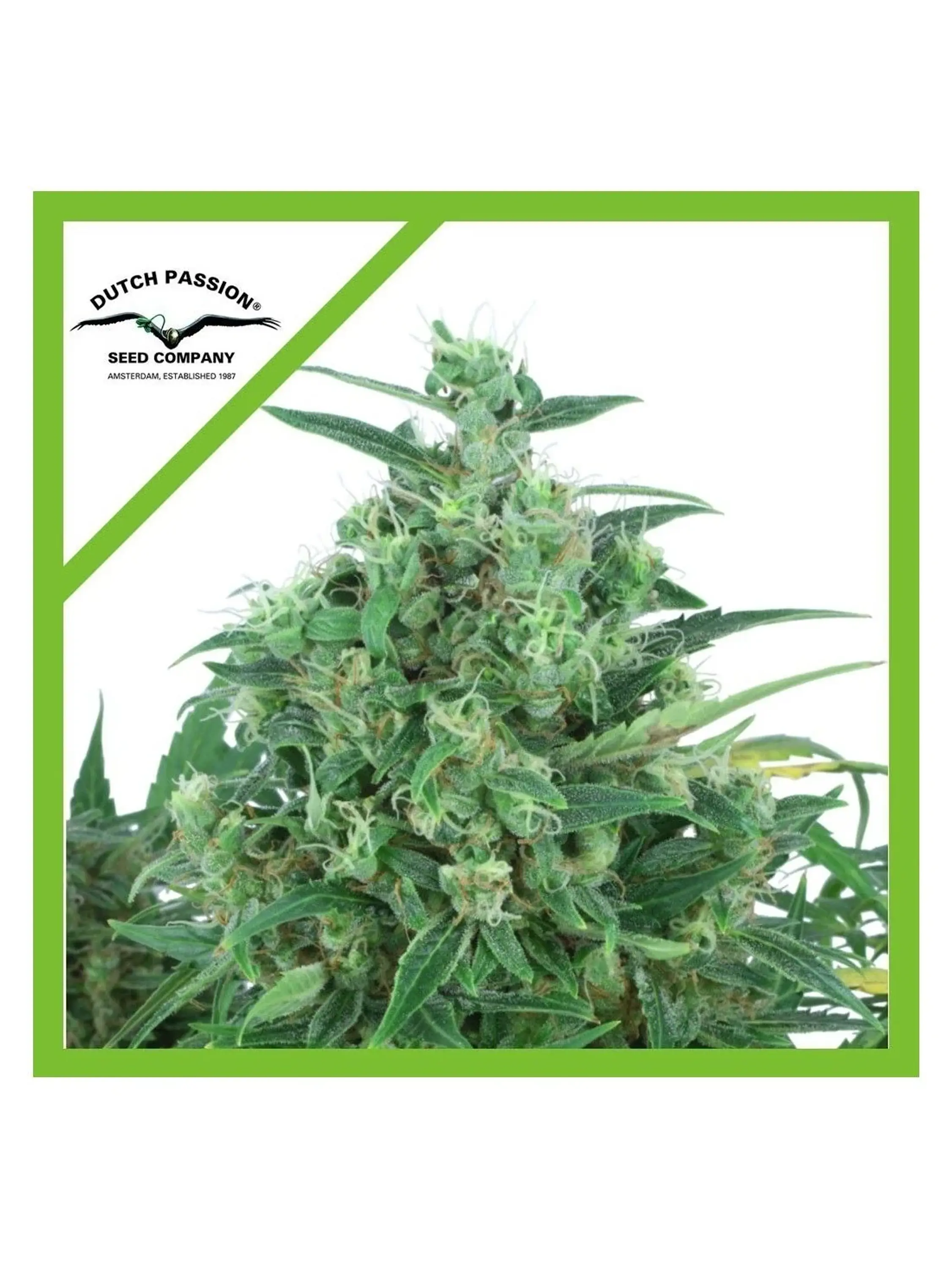 Think Different Auto X3 -Dutch Passion 1