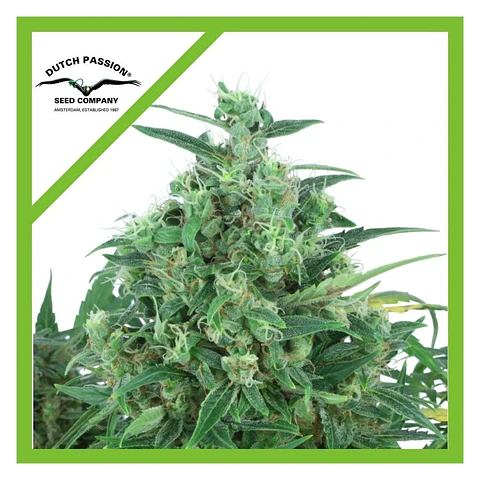 Think Different Auto X3 -Dutch Passion