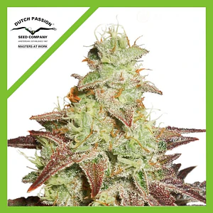 Night Queen Auto -Dutch Passion X3