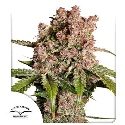 Strawberry Soda Auto -Dutch Passion X3