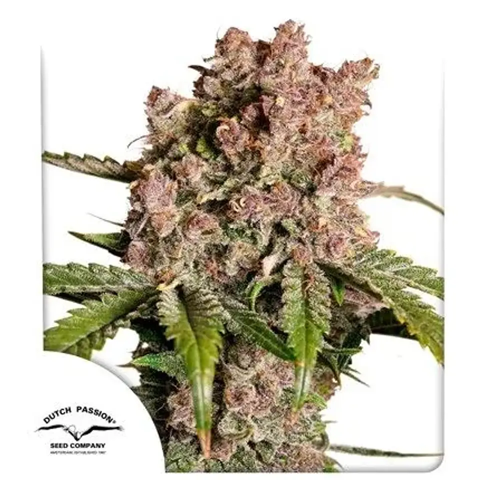 Strawberry Soda Auto -Dutch Passion X3 1
