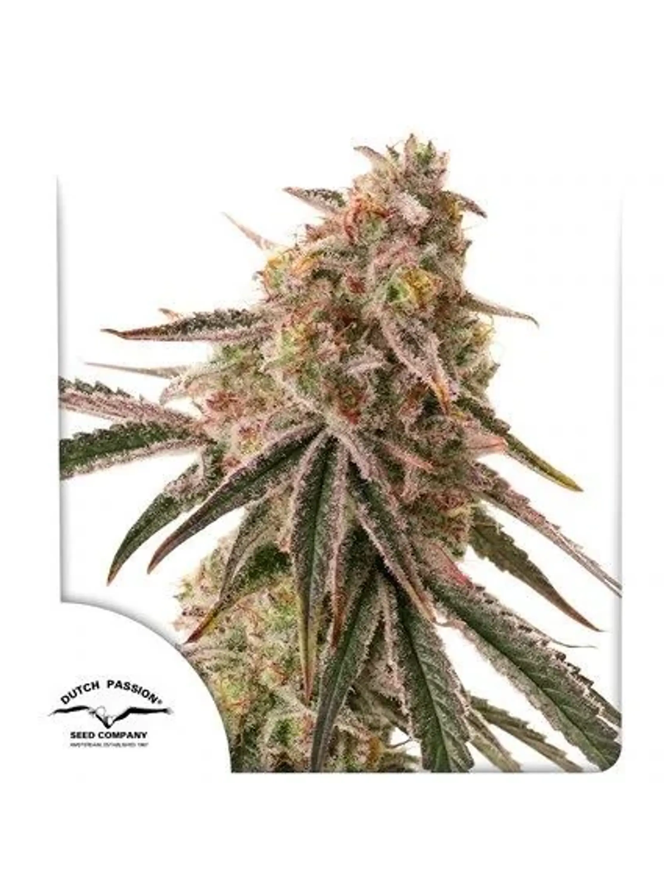 Frozen Biscotti Fem -Dutch Passion X3 1