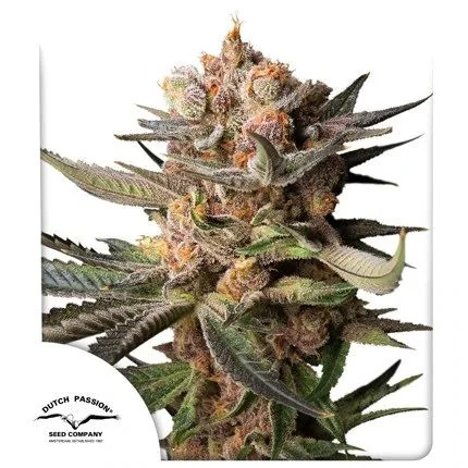 Frozen Biscotti Auto -Dutch Passion X3 1