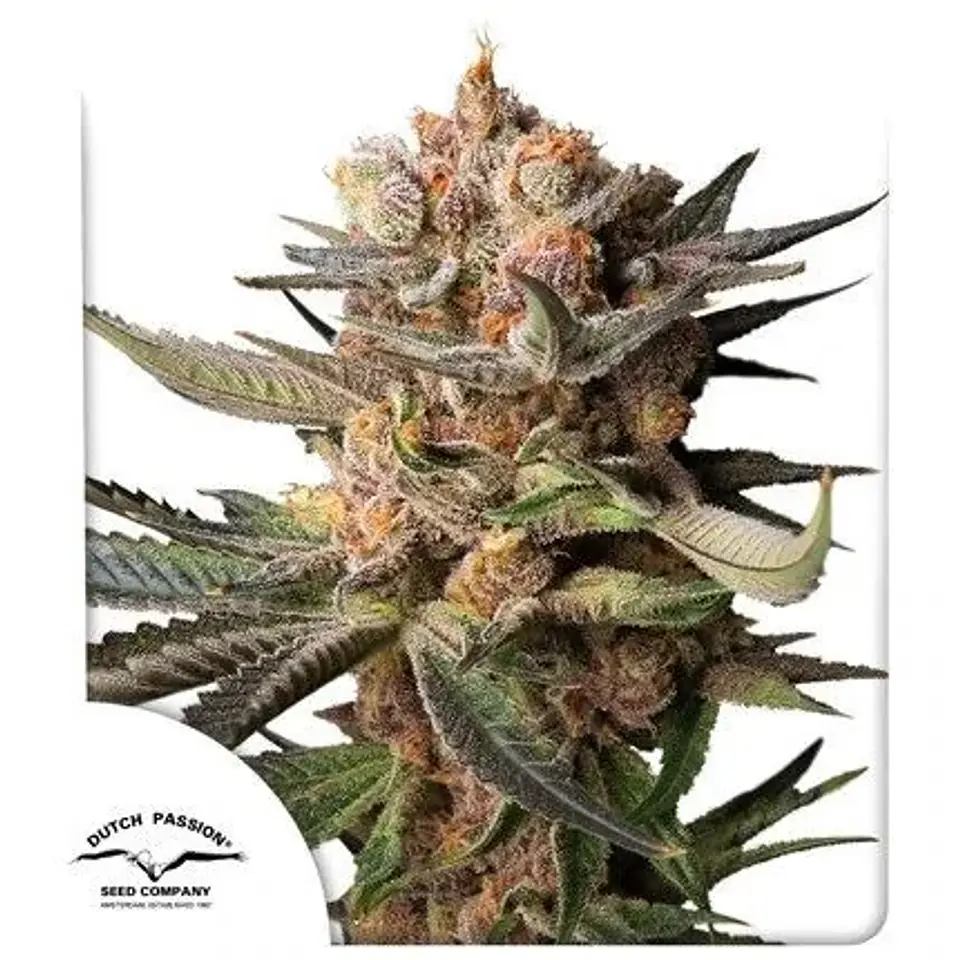 Frozen Biscotti Auto -Dutch Passion X3 1
