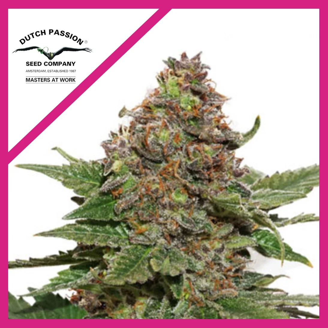 Strawberry Cough Fem -Dutch Passion X3 1