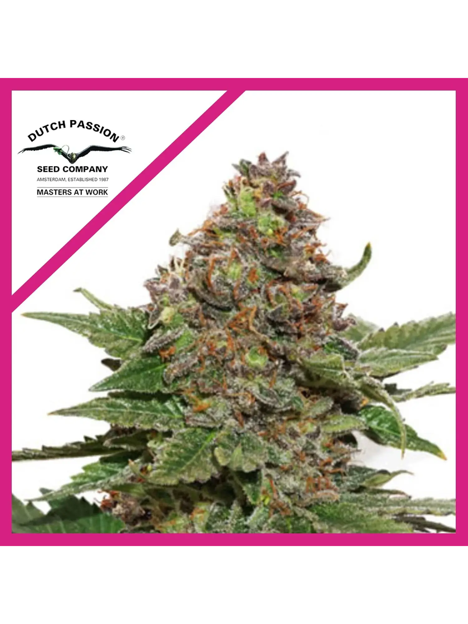 Strawberry Cough Fem -Dutch Passion X3 1