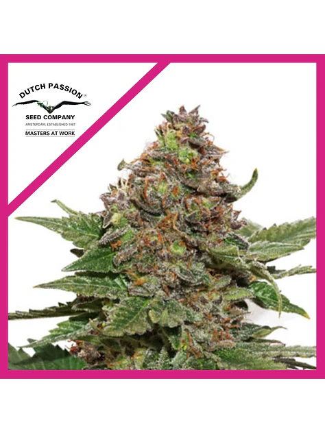 Strawberry Cough Fem -Dutch Passion X3 1