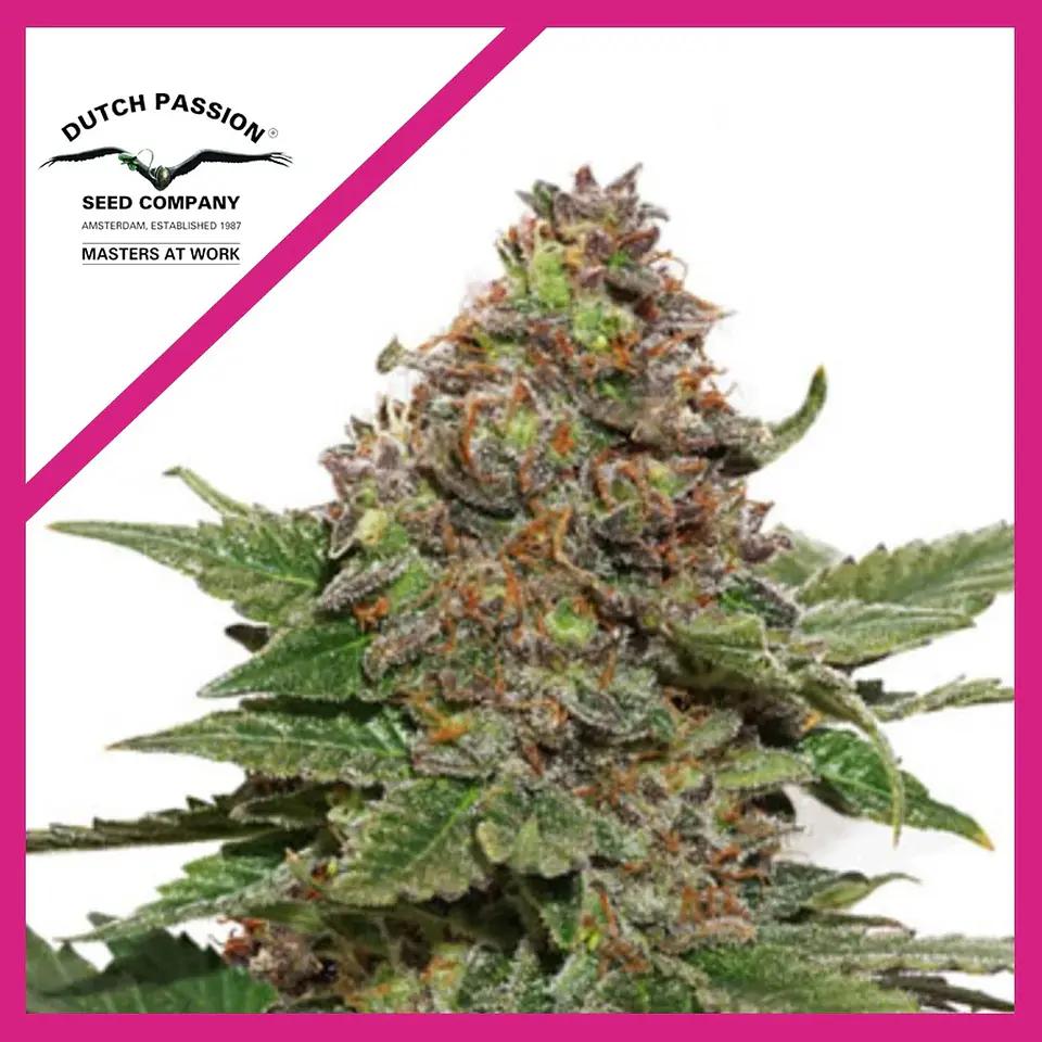 Strawberry Cough Fem -Dutch Passion X3 1