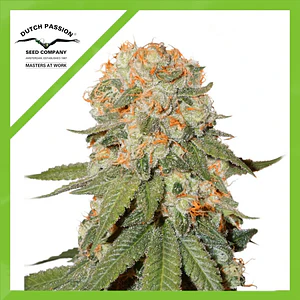 Orange Bud Auto -Dutch Passion X3