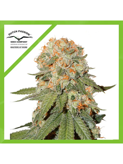 Orange Bud Auto -Dutch Passion X3 1