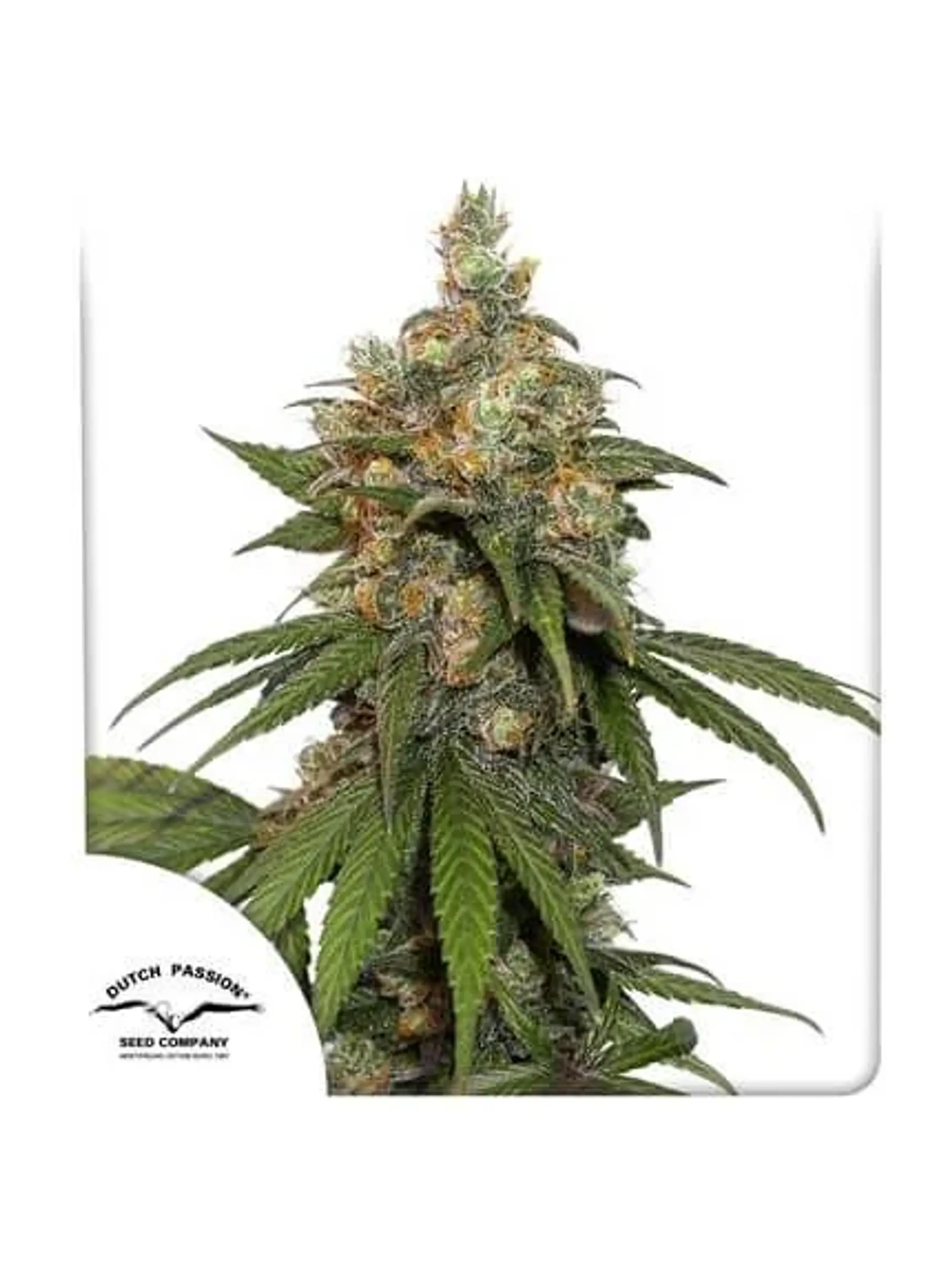 Hifi 4G Fem -Dutch Passion X3 1