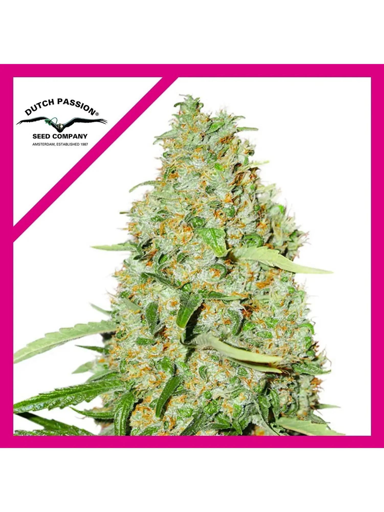 Think Fast Fem -Dutch Passion X3 1