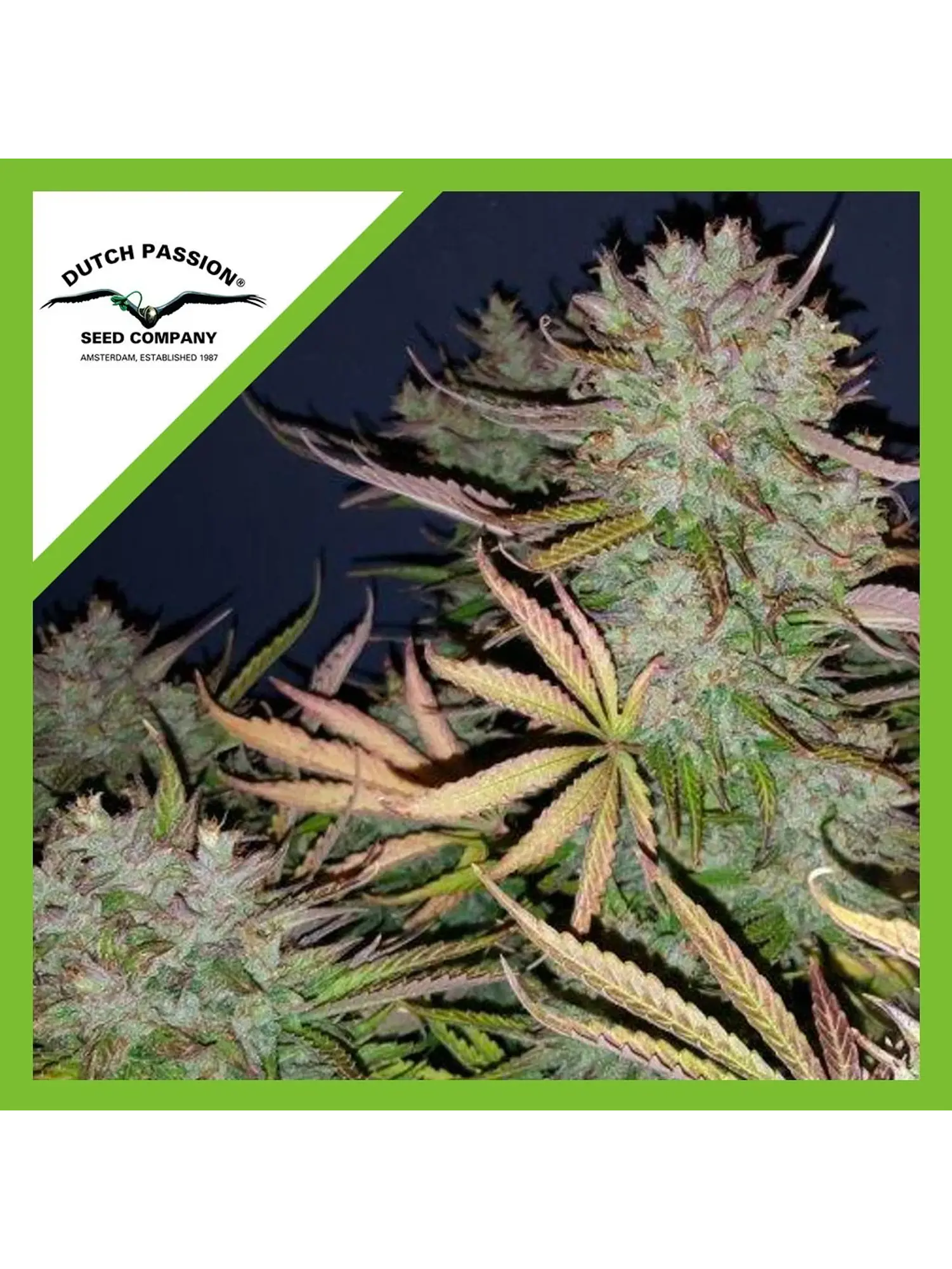 Think Big Auto -Dutch Passion X3 1