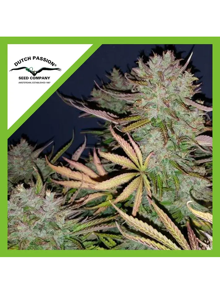 Think Big Auto -Dutch Passion X3 1