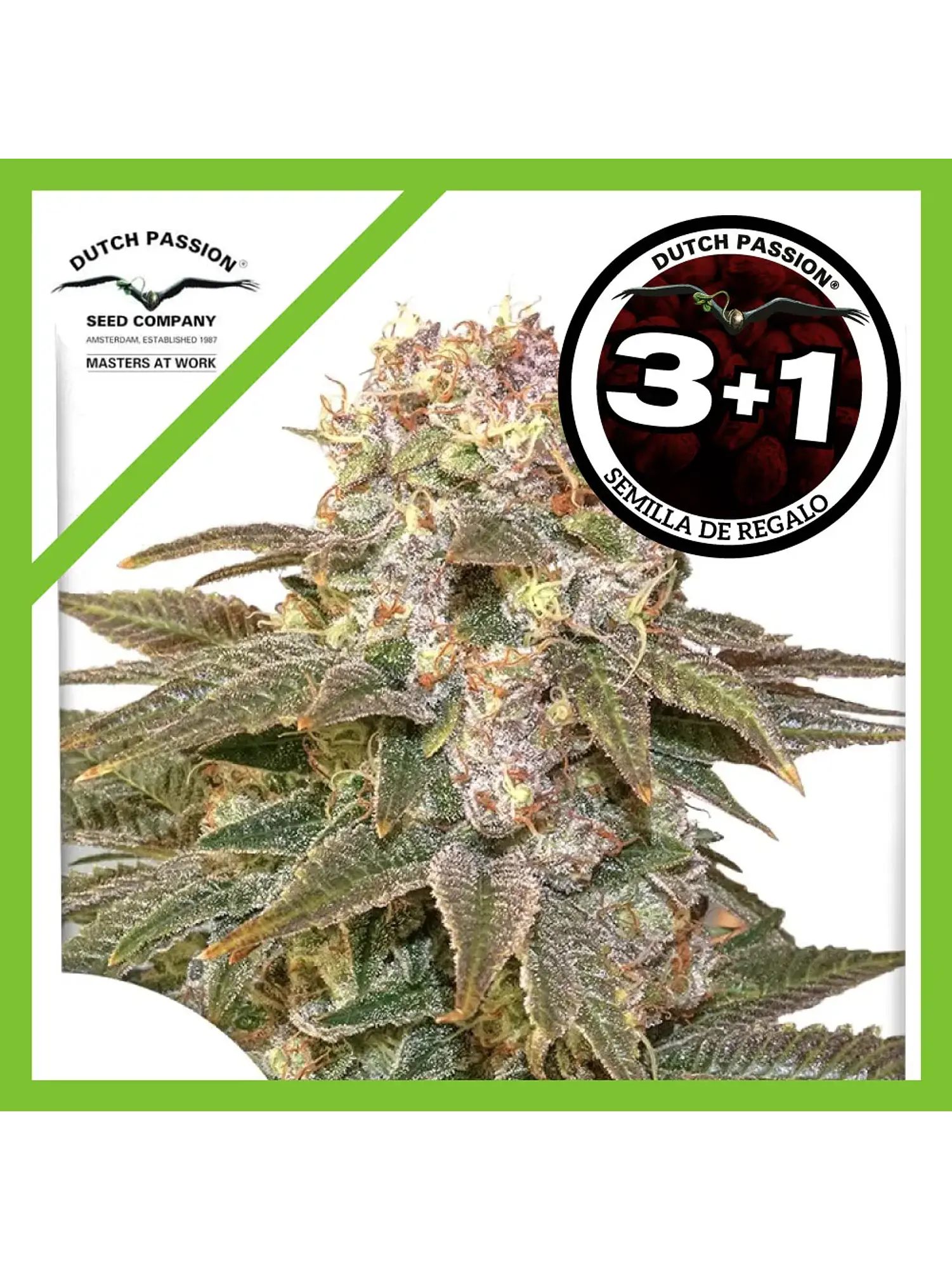 C-Vibez Fem -Dutch Passion X3 1