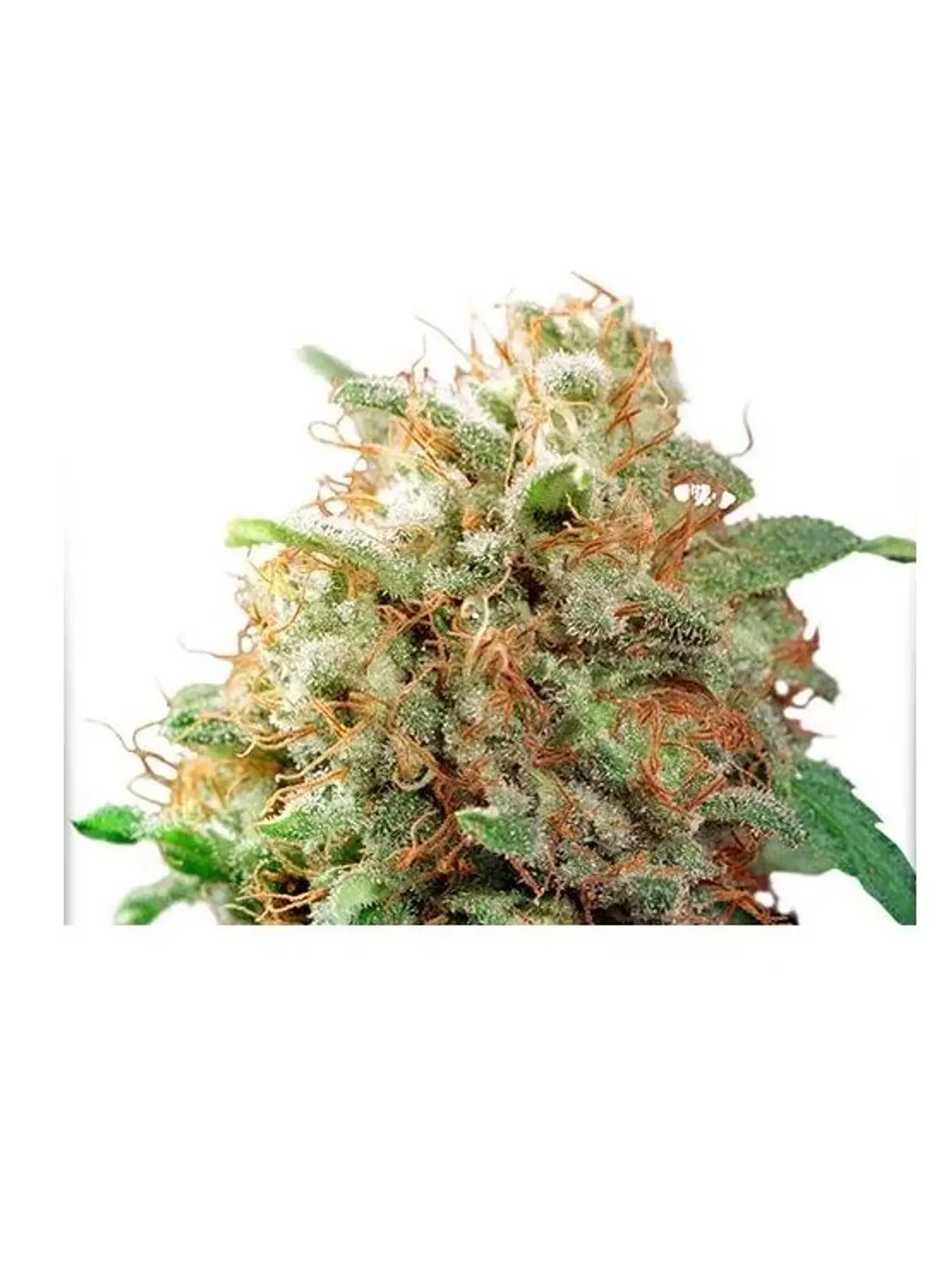 Mazar Fem -Dutch Passion X3 1