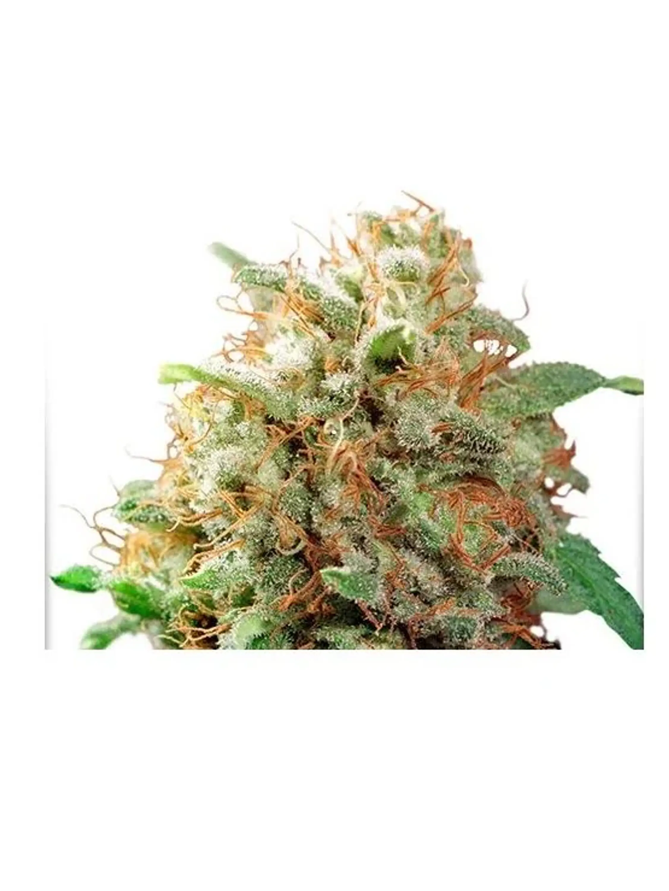 Mazar Fem -Dutch Passion X3 1