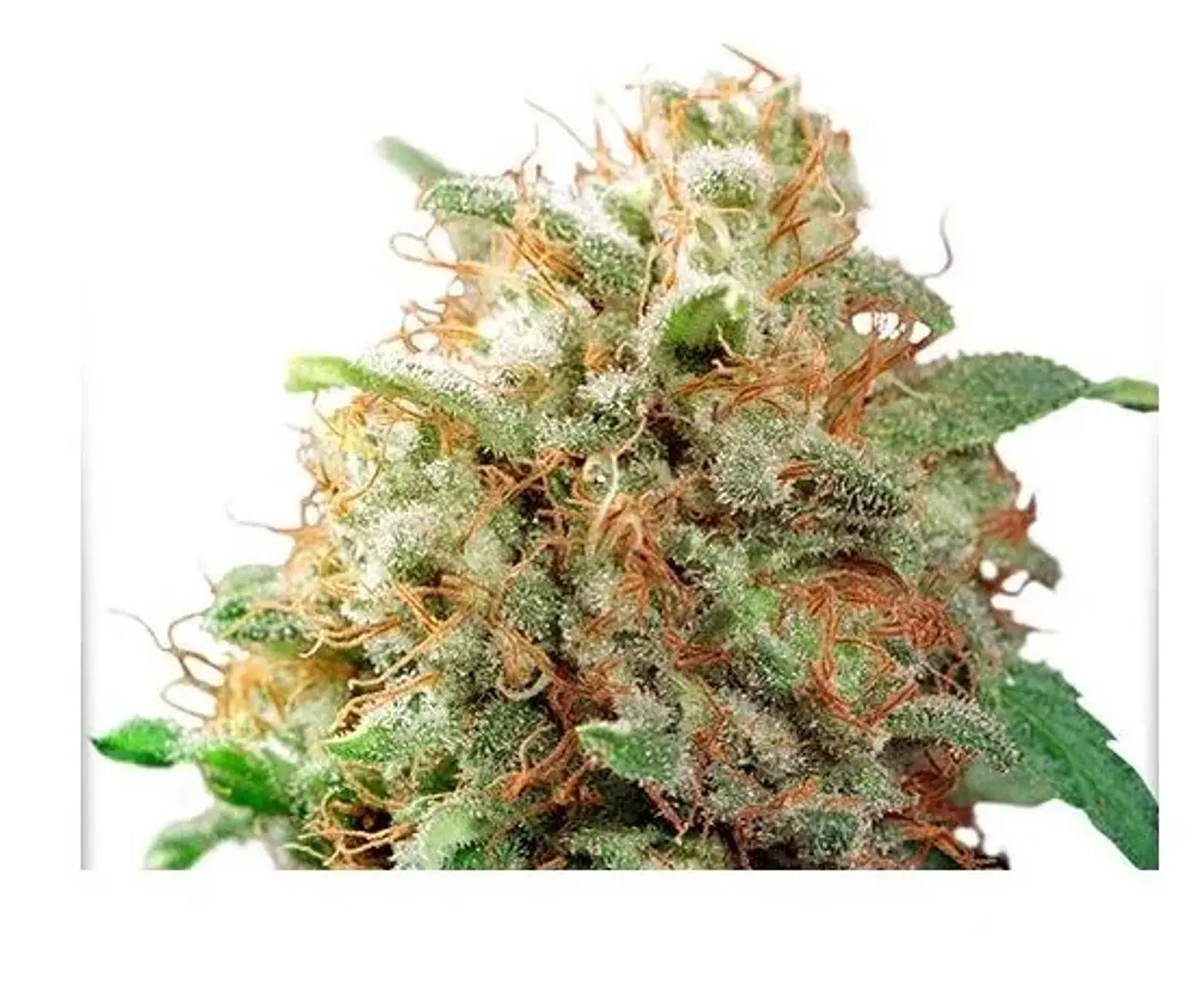 Mazar Fem -Dutch Passion X3 1