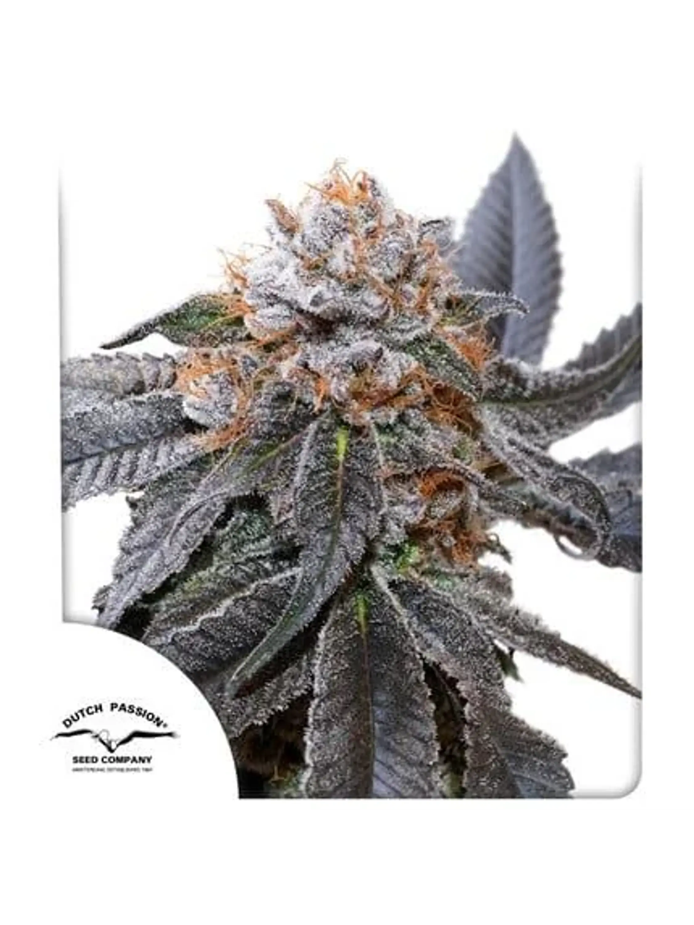 Blue Zushi Fem -Dutch Passion X3 1