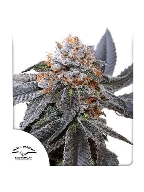 Blue Zushi Fem -Dutch Passion X3 1
