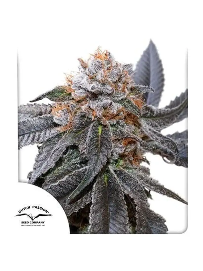 Blue Zushi Fem -Dutch Passion X3 1