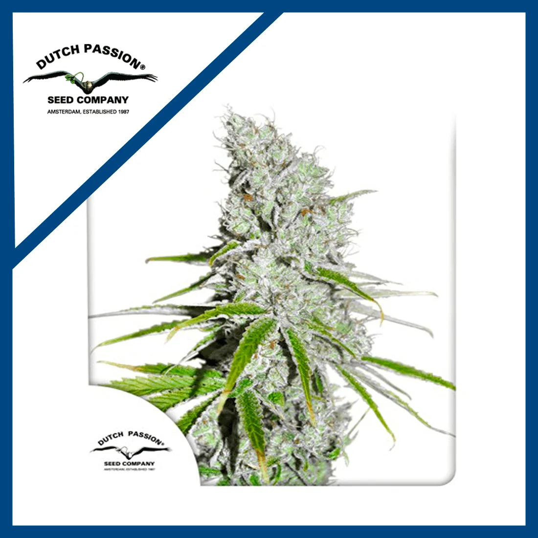 Skunk Haze Cbd Fem -Dutch Passion X3 1